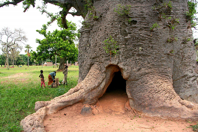 Баобаб &ndash; символ Африки