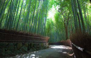 Бамбуковый лес Арасияма (Arashiyama) &mdash; Япония | Место № 13 