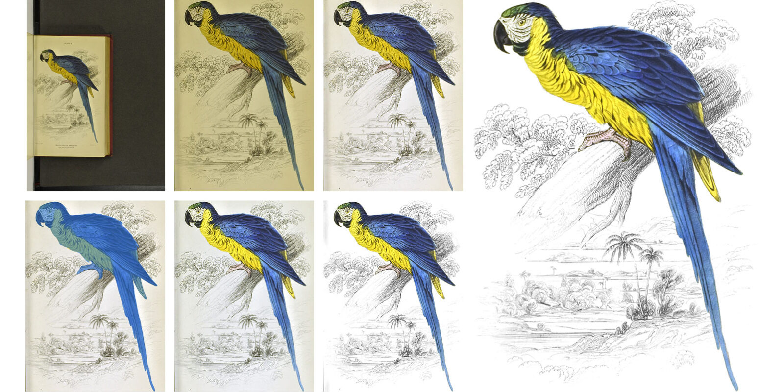 Энтузиаст оцифровал викторианскую энциклопедию о&nbsp;животных на 40 томов и&nbsp;превратил её в&nbsp;веб-сайт
