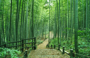 Бамбуковый лес Арасияма (Arashiyama) &mdash; Япония | Место № 13 