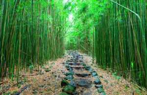 Бамбуковый лес Арасияма (Arashiyama) &mdash; Япония | Место № 13 