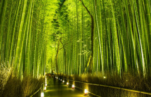 Бамбуковый лес Арасияма (Arashiyama) &mdash; Япония | Место № 13 