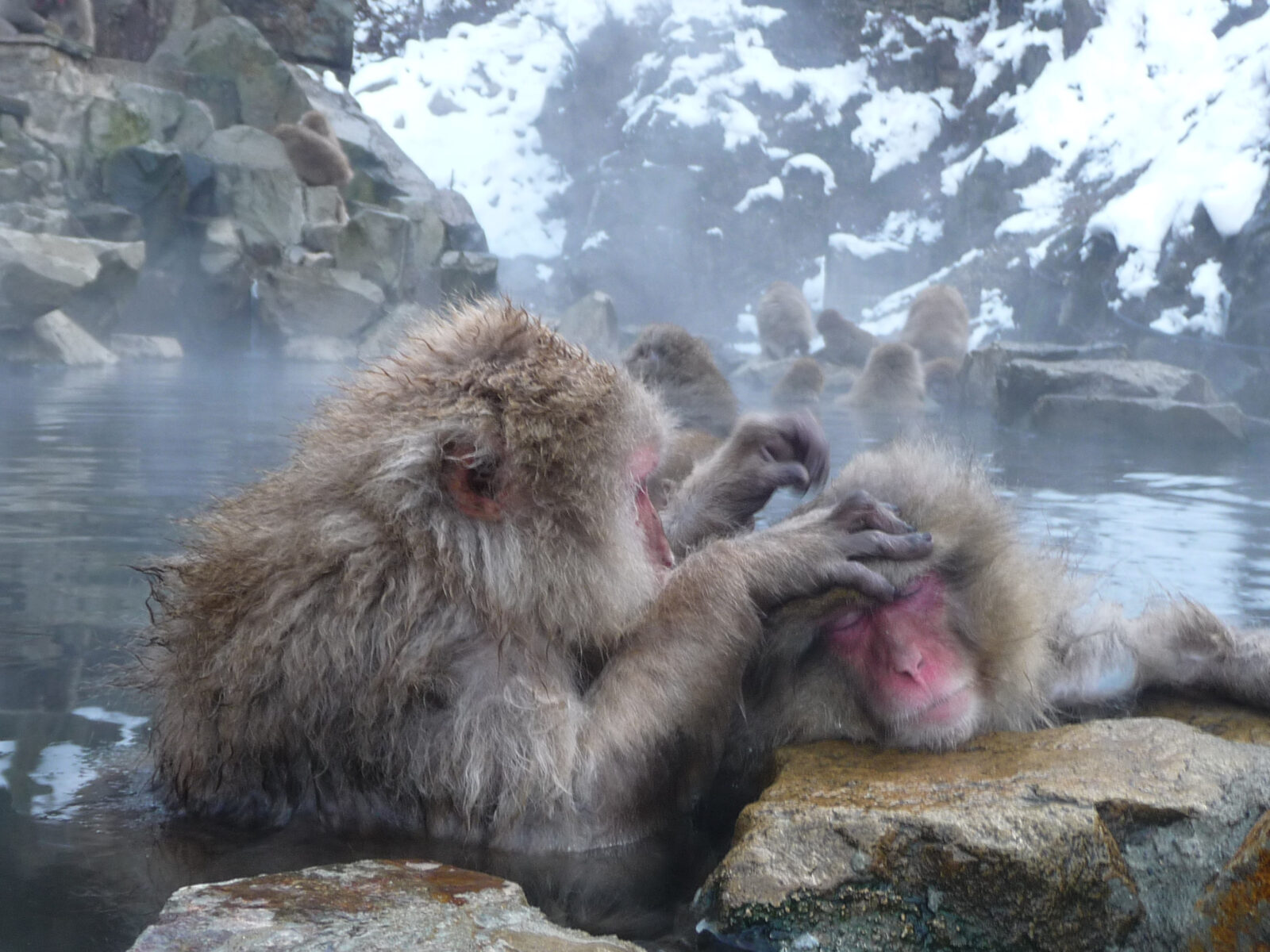 Парк обезьян Джигокудани (Jigokudani Monkey Park) &mdash; где находится, снежные обезьяны, как добраться и что посмотреть