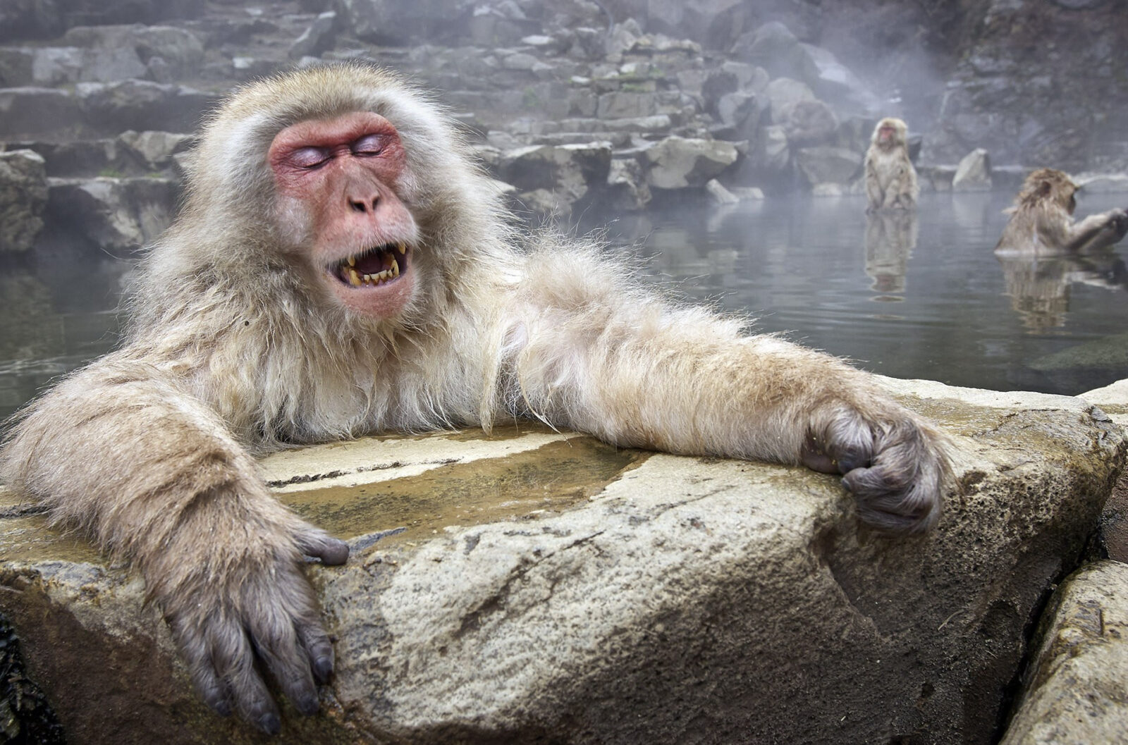 Парк обезьян Джигокудани (Jigokudani Monkey Park) &mdash; где находится, снежные обезьяны, как добраться и что посмотреть
