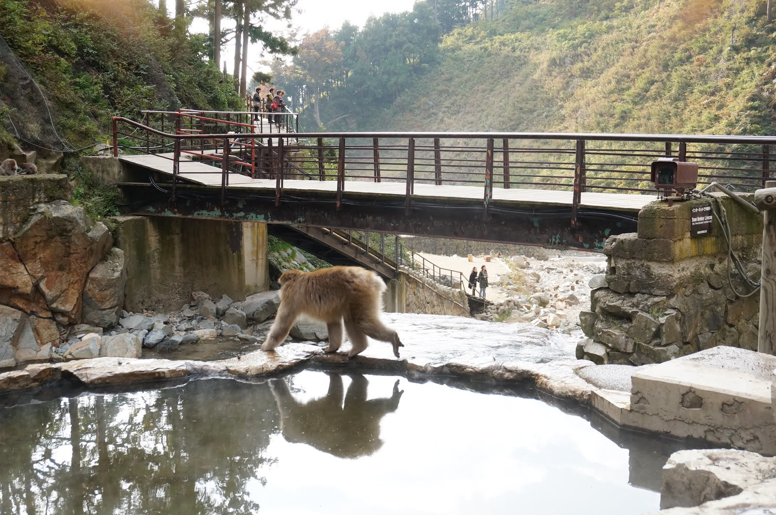 Парк обезьян Джигокудани (Jigokudani Monkey Park) &mdash; где находится, снежные обезьяны, как добраться и что посмотреть
