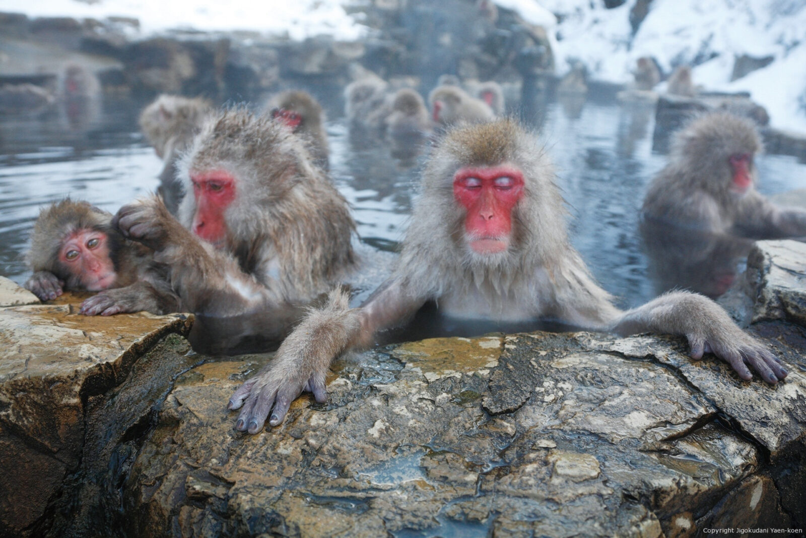 Парк обезьян Джигокудани (Jigokudani Monkey Park) &mdash; где находится, снежные обезьяны, как добраться и что посмотреть